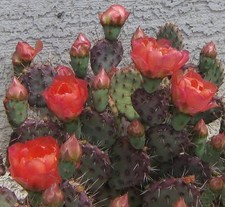Opuntia basilaris x  = Baby Rita Pink Flowers Purple Psds Full Sun 1 Pad picture