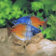3-Pack Boesemani Rainbow 2.0–2.5” – Colorful Freshwater Community Aquarium Fish picture