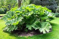 10 GUNNERA MANICATA 6' Leaves Giant Rhubarb Dinosaur Plant Moist Shade Red Flow picture