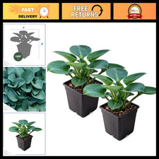 Blue Mouse Ears Hosta - 2 Pack Live Shade Perennial Plants, 10