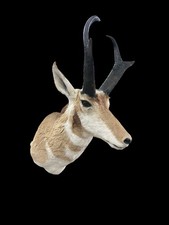 Pronghorn Antelope Shoulder Mount picture