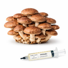 Mushroom Liquid Culture Syringe | 10mL | Volume Pricing | Mix & Match Available picture