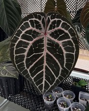 Anthurium Michelle (doc block) picture
