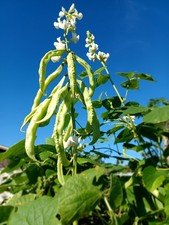 15+ HYAWING BEAN SEEDS *Super Rare Hybrid* || high-yield  ||   picture