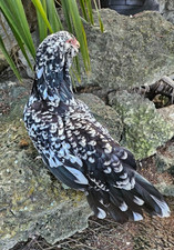 6 Blue and Black Mottled Ameraucana Hatching Eggs - Half Dozen Shipped in Foam picture