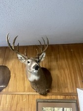 Whitetail Buck Deer shoulder mount picture