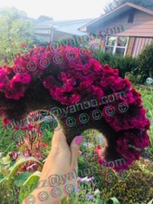 250+FRESH Giant Fuchsia Cockscomb Celosia Seeds (Celosia Cristata) picture