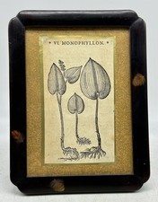 Zohiko Lacquer Frame, Kyoto Japan, Woodcut 1598 The Herbal of Matthiolus picture