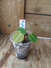 Anthurium Regale x Crystallinum Actual Tropical House Plant picture