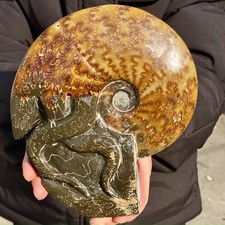 3.19LB Rare Natural Tentacle Ammonite FossilSpecimen Shell Healing Madagascar picture