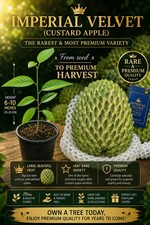 VERY RARE Imperial Velvet Durian Atemoya Giant Fruit • Uniform Spikes • Premium  picture