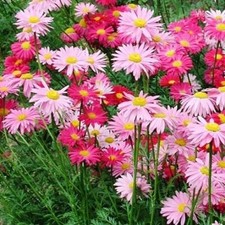Painted Daisy ROBINSONS GIANT MIX Perennial Huge Cut Flowers Non-GMO 100 Seeds picture