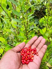 ayurvedic novo seeds from ceylon picture