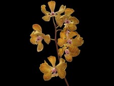 Laelia Wellesley 'Nelda' AM/AOS X Encyclia foweliei Orchid Eros Hybrid 4” Pot picture