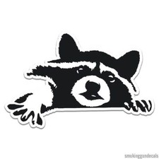 Peeking Raccoon, Vinyl Decal Sticker, Indoor Outdoor, 3 Sizes, #12049 picture