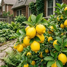 30 Lemon Seeds for Planting - Variety for Home Gardening picture