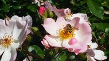 Organic Live USA Pink Miniature Rose 20+ Cuttings + Box Shipping picture