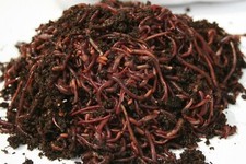 250, 500, 1,000 & 2,000 Red Wiggler Composting Worm Mix picture