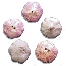 Organic GARLIC bulbs 1-40lbs - 5 VARIETIES Chesnok Music Italian German Russian picture