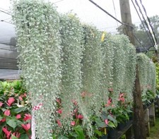 Silver Falls Dichondra Seeds for Planting (10 Seeds) - Stunning Weeping Plant, H picture