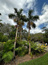 Gaussia gomez-pompae Live Plant, Mexican Palm, Tropical Ornamental Palm, Size #1 picture