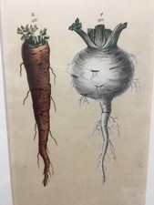 1802 hand colored engraving framed botanical CARROT & TURNIP F. Sanfom~S Curtis~ picture