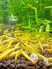Yellow Goldback Neocaridina Shrimp 20+ Freshwater USA SELLER  picture