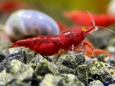 10 + 1 Orange Eye Red Demon Neocardina Shrimp picture