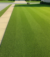 8000 Premium Centipede Grass Seeds with moisture retaining coating picture