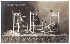 real photo Cat Cats ' A Playful Three 