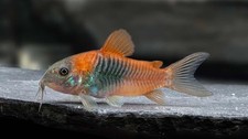 Red Sailfin Venezuelan Corydoras Catfish Live 4-Pack picture