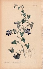 1814 Curtis Botanical Magazine Hand Colored No. 1643 picture