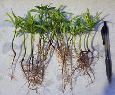 20 Pack Podocarpus Macrophyllus Japanese Yew Live Plants Evergreen Privacy Hedge picture