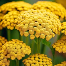 Gold Yarrow Seeds | Heirloom / Non-GMO |  | Seed Store | 1266 picture