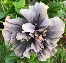 Unique/rare European hibiscus Moorea - 3 cuttings, no roots picture