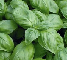 1000+ Genovese Basil Seeds | NON-GMO | Heirloom - USA  picture