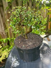 CHINESE ELM  Pre-Bonsai /Bonsai  S Tree  / Tiny leaves 8 years old 1
