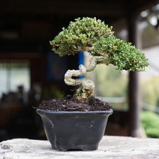 Serissa japonica Bonsai Tree, Ficus, tiger brack tree picture