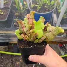Sarracenia purpurea venosa – Purple Pitcher Plant – Live Carnivorous (Small) picture