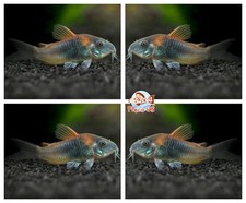 X5 Orange Venezuelan Cory- Live Fish -  USA Seller picture