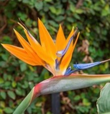 Psychic Reading One Question Intuitive Empath Medium W/n 24hrs SAME DAY 50 yrs picture