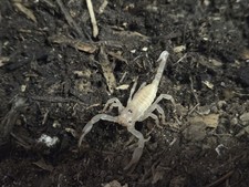 Live ASIAN FOREST SCORPION : Captive BRED picture