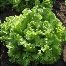 Australian salad seёds, Salad organic seёds, 1 gramms seёds #149+TRACK № picture