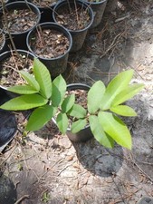 Pecan Tree, 1 Gallon Pot. picture