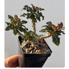 Cactus Succulent Plant Boswellia nana Garden Beautiful Plant picture