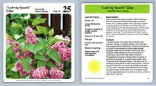 Ludwig Spaeth' Lilac #28 Showy Shrubs - My Green Gardens 1987 Cardmark Card picture