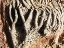 BIG 430 Million Year Old CRINOID Fossil or Sea LILY Fossil Morocco 944gr1.0.75 picture