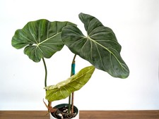 Philodendron Gloriosum x Maximum Variegated - Exact Plant #26A picture