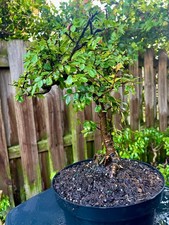 CHINESE ELM  Pre-Bonsai /Bonsai  S Tree  / Tiny leaves 8 years old 1