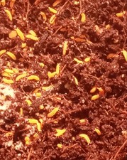 100+ (Florida bright) (Neanura-growae) Pet Supplies/Reptile Supply picture
